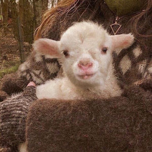 Meet your Posher, Sam